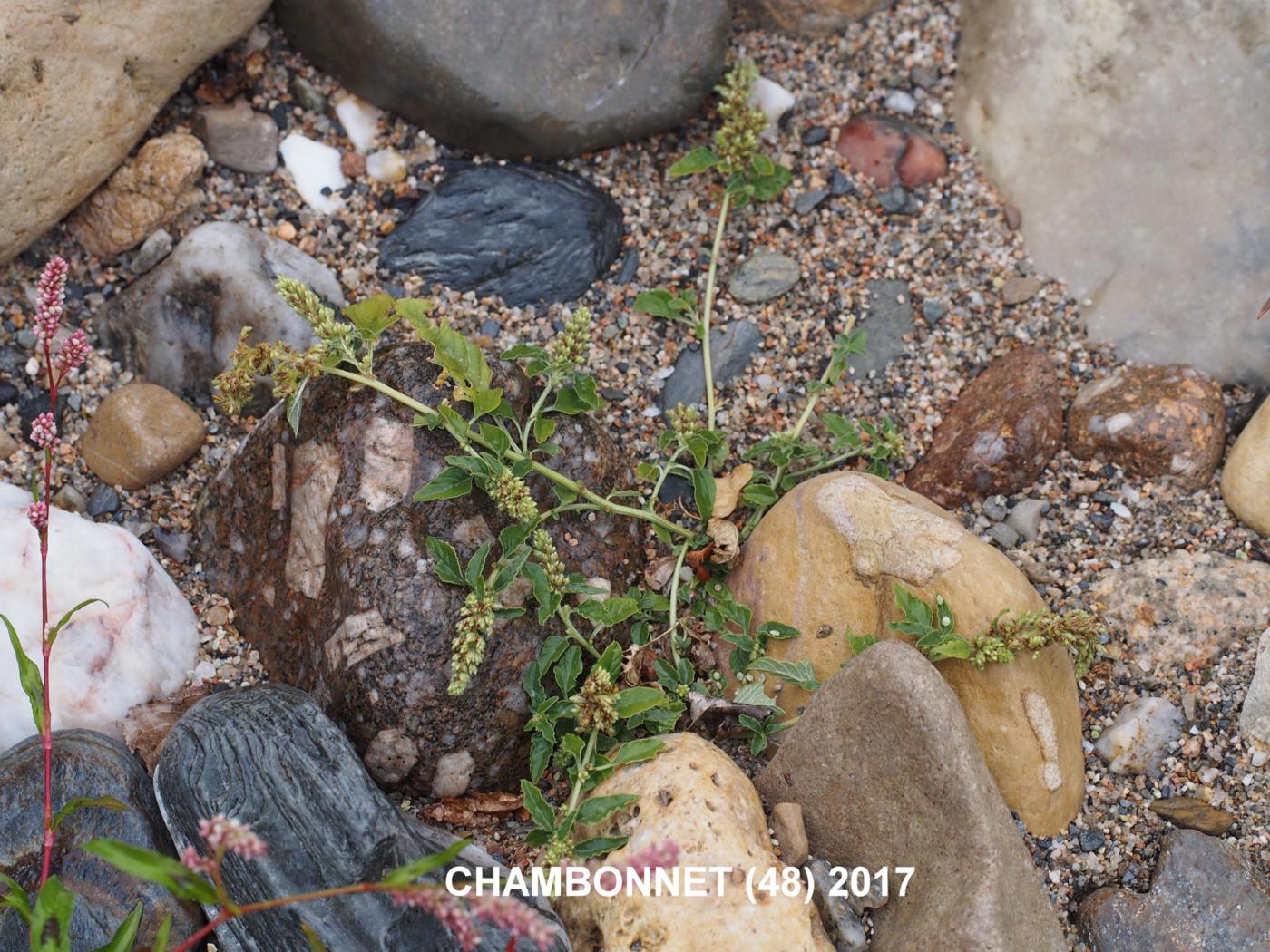 Pigweed, Perennial plant